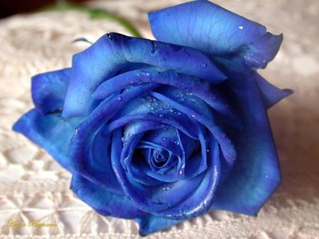 Blue Rose tattoo and stars tattoo. BLUE ROSE. blue roses tattoos